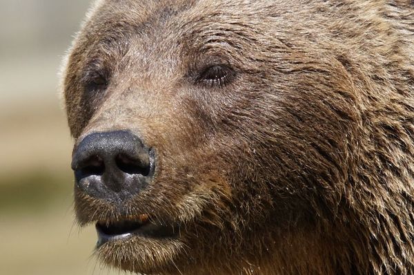 うわっクマだ その時クマとヒトはどうしたか Honz特選本 熊 に出会った 襲われた 1 4 Jbpress Japan Business Press