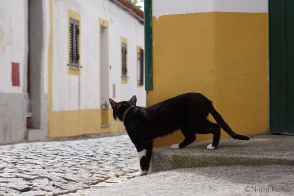 ポルトガルの路上でうずくまる猫に声をかけたら あの人 も弾いたパイプオルガンのある街エヴォラ 1 5 Jbpress Japan Business Press