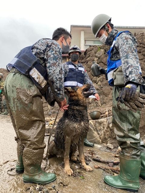 自衛隊 警備犬 セール ハーネス