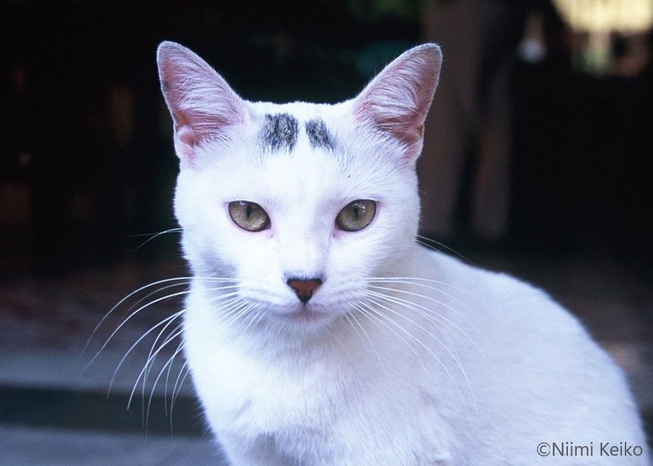 カリブ海の猫旅「この猫はきれいだからきっといい写真になる