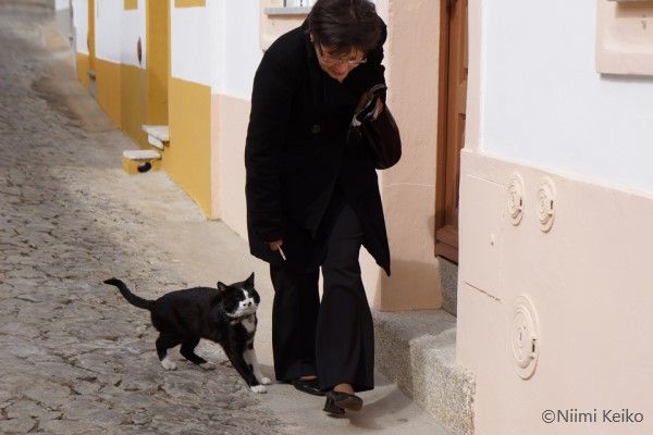 ポルトガルの路上でうずくまる猫に声をかけたら あの人 も弾いたパイプオルガンのある街エヴォラ 1 5 Jbpress Japan Business Press