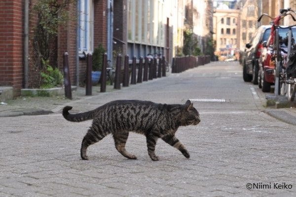 サバトラ猫が目標にロックオン その先には 巨大メインクーンに野生種 多様なアムステルダムの猫たち 1 5 Jbpress Japan Business Press