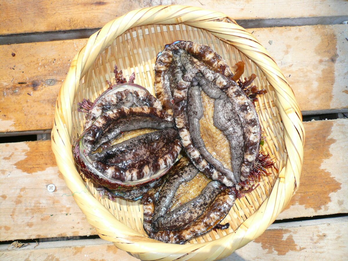 高級活アワビ 70-80g 5個 海鮮 バーベキュー 韓国産 中サイズ