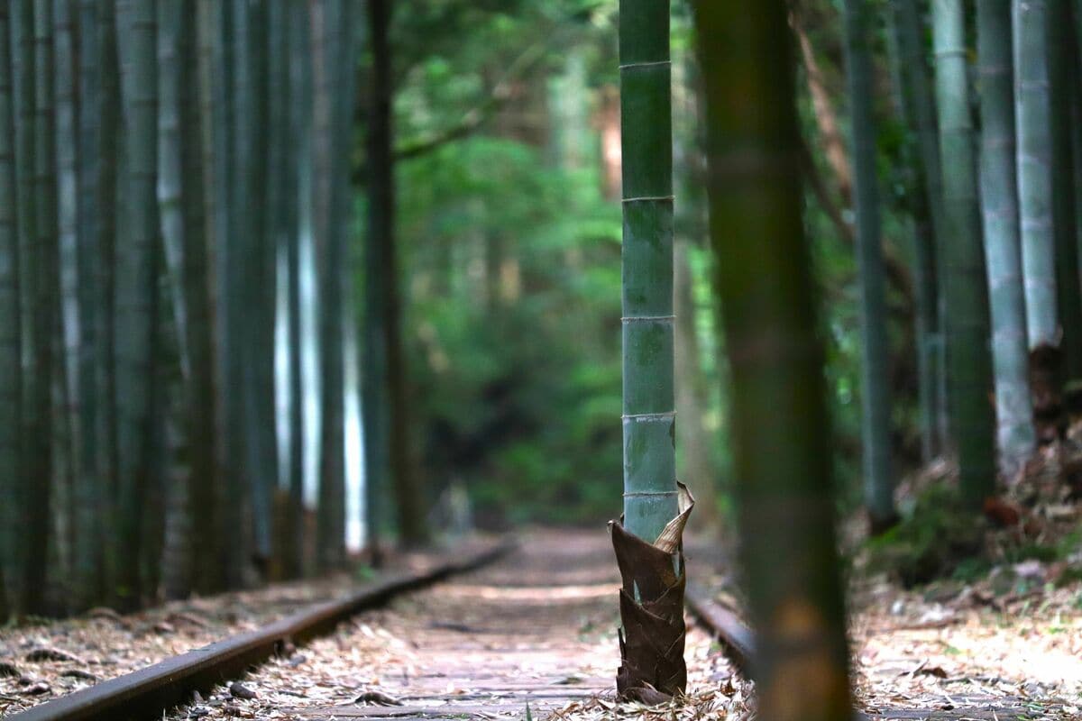 日本一美しい廃線跡”、旧国鉄倉吉線廃線跡の魅力とその知られざる歴史 SNSで人気に、インバウンドも急増中(1/7) | JBpress  (ジェイビープレス)