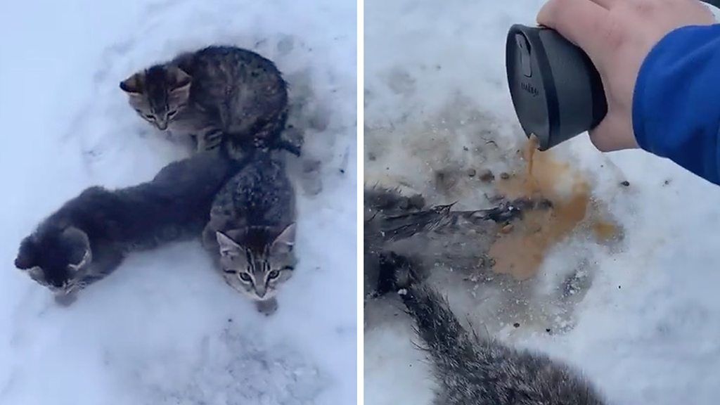 子猫3匹、尻尾が地面に凍りつき動けず　コーヒーが命救う - BBC News