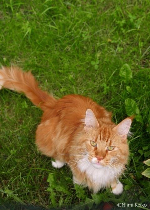 ジャッキーマリーヴォーグ　タイガーカブ　オリジナル ジャッキーマリーヴォーグ タイガーカブ オリジナル