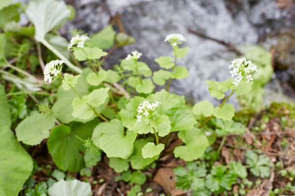 山わさび。山の恵みの一つ