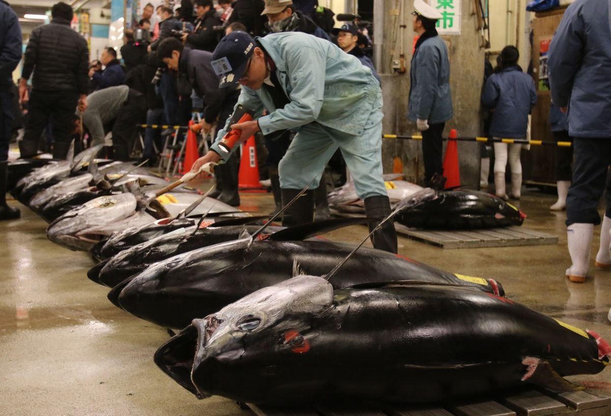 韓国で沸騰するマグロ人気も素直に喜べない水産業界の憂鬱 日韓貿易摩擦に頭を悩ませる業界 風評被害を取り除く方が先では 1 4 Jbpress ジェイビープレス 韓国で沸騰するマグロ人気も素直に喜べない水産業界の憂鬱 日韓貿易摩擦に頭を悩ませる業界 風評被害を取り除く方が先では 1 4 Jbpress ジェイビープレス