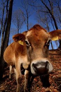 森林ノ牧場　那須／前田せいめい撮影