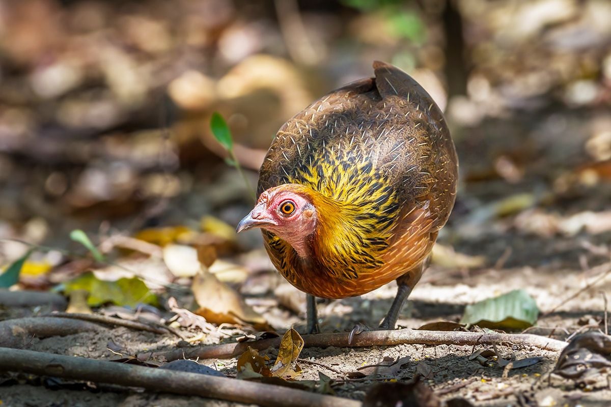 殻が固い鶏の卵は 恐竜から受け継いだものだった 生物進化を食べる 第7話 鳥類篇 1 5 Jbpress ジェイビープレス