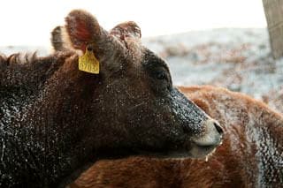 森林ノ牧場　那須／前田せいめい撮影
