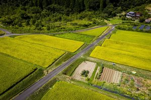 スギ花粉米を許せない人たちはどんな行動に出るのか 実用化寸前 日本で遺伝子組み換え作物が栽培される日は近い 1 3 Jbpress ジェイビープレス