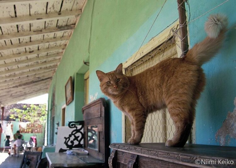 写真ギャラリー8枚め｜カリブ海の猫旅「なによ、ポーズなんか取っ