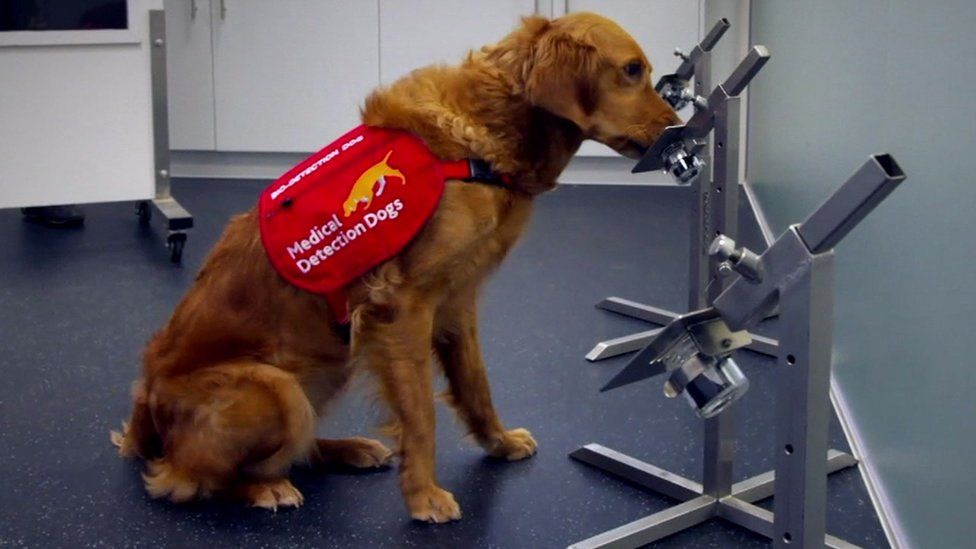 新型コロナウイルスの探知犬、成功率は88％　イギリスの実験