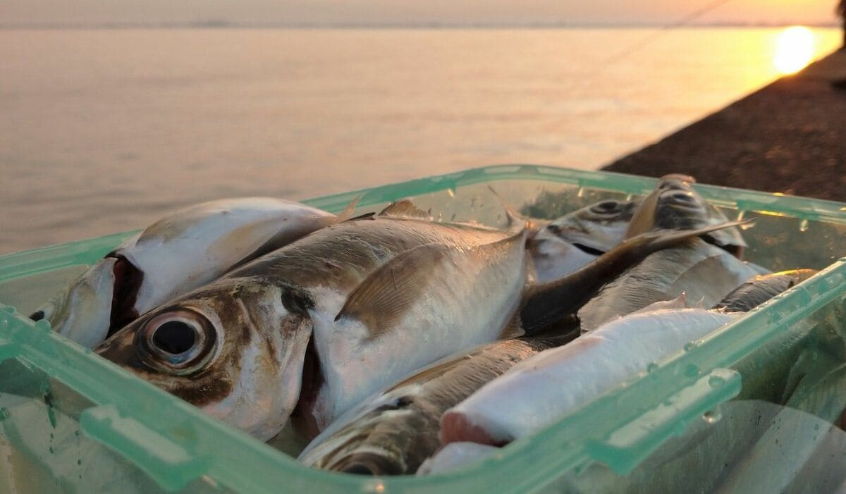 1分たりとムダにできない春アジ釣り、アジの成長過程を学び完全攻略 春