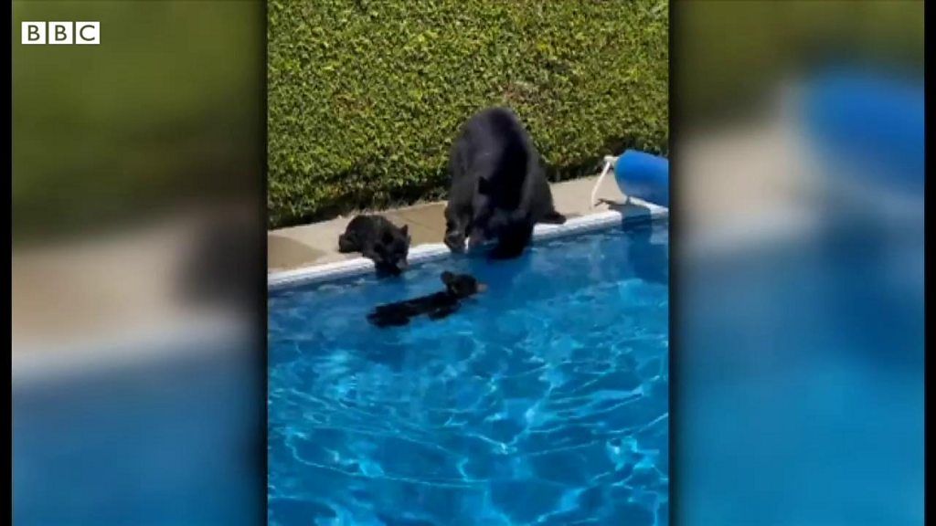 猛暑のカナダ、クマの親子がプールで涼む