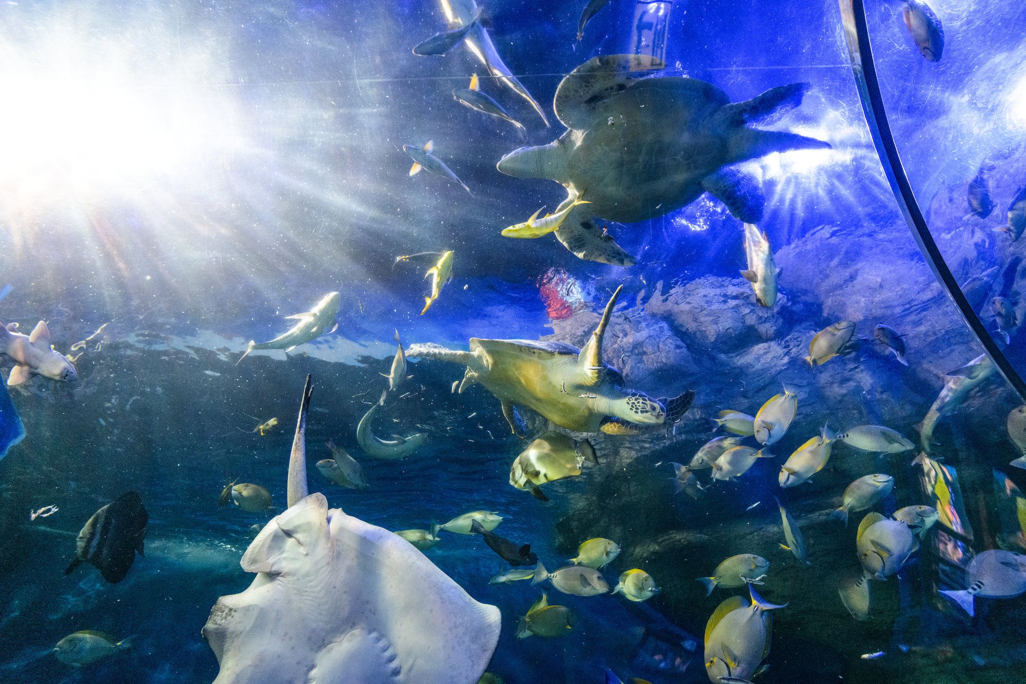 秘密のバックヤードへ！「しながわ水族館」の「裏側潜入ツアー」 大人の社会見学（第2回） | JBpress autograph