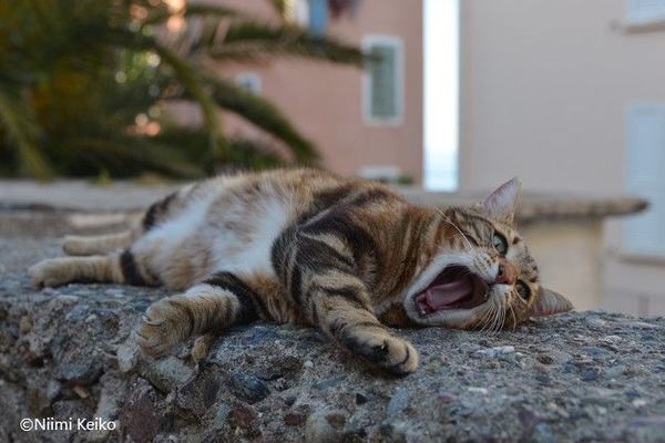 一番だらけているのはだれ？ぐうたら猫世界選手権 猫の最大の魅力は