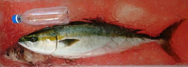 写真ギャラリー枚め｜ 関東の壮大な回遊ルートでワラサ・イナダの群れを釣る 出世魚の生態と回遊ルートを知れば醍醐味が