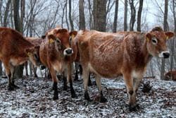 森林ノ牧場　那須／前田せいめい撮影