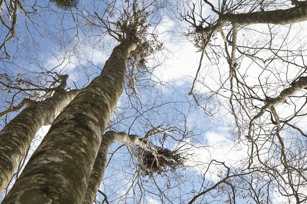 熊棚。木の上で木の実を食べる際に、熊は枝をお尻に敷き詰めていく