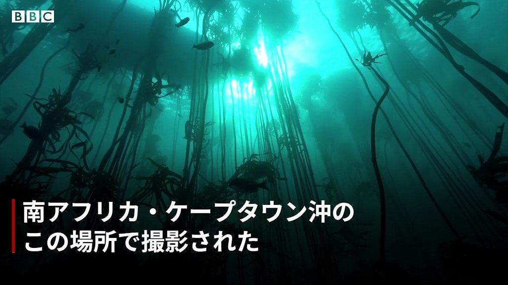 アカデミー賞受賞「オクトパスの神秘」の海藻の森