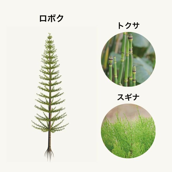 植物・化石・ロボク・と葉脈くっきり・シダ植物の葉2枚！
