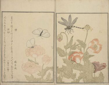 のれん 瀬川 喜多川歌麿 べらぼう 浮世絵 2025年 大河ドラマで大注目