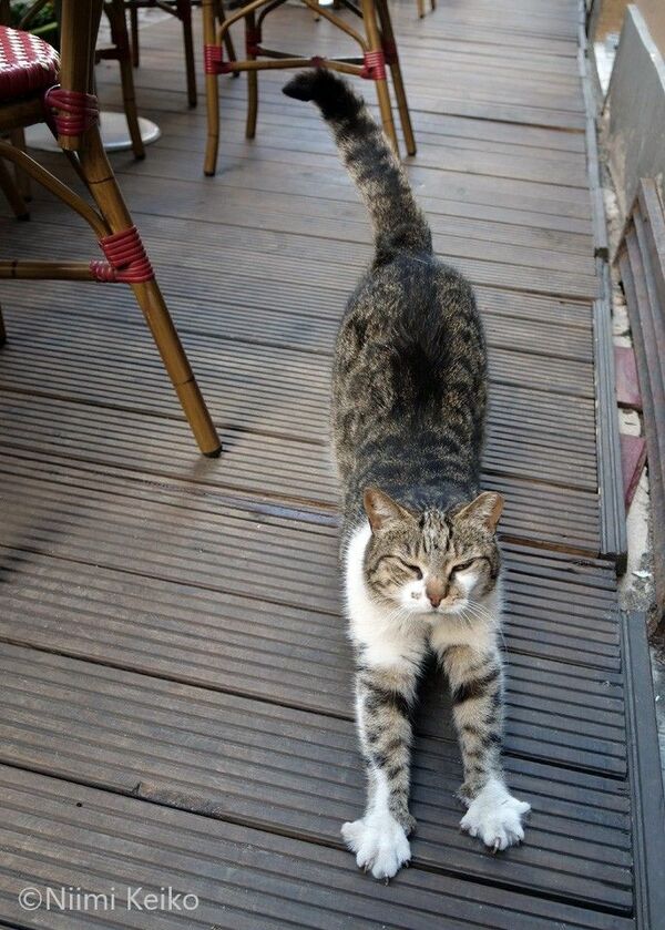 みんなでかわいがっている人気者なの」それを聞いて猫はゆっくりとノビ