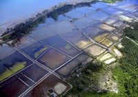 エビ養殖で打撃を受けたマングローブ林保全に仏石油大手が協力 - インドネシア