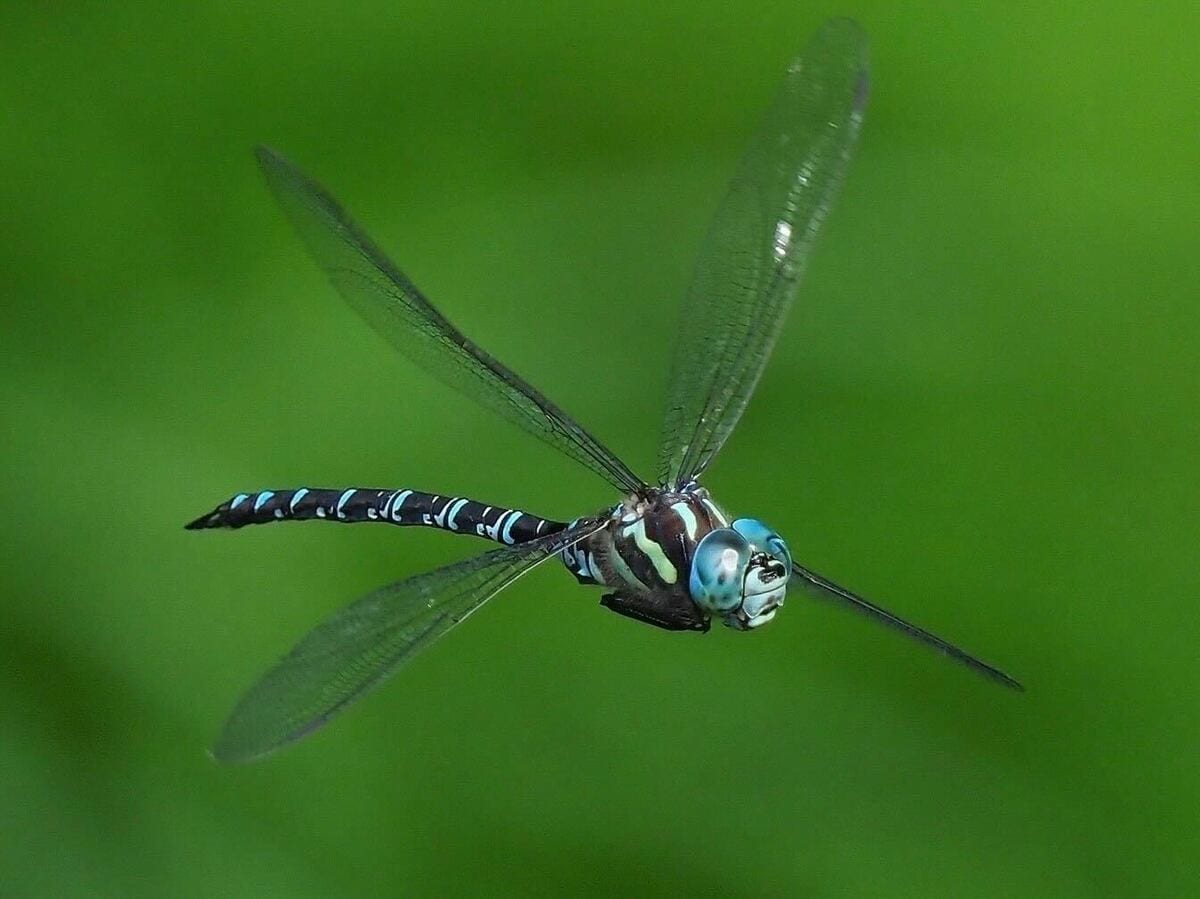 なぜトンボは幼虫から成虫に一気に変態するのか？1000匹以上のヤゴを