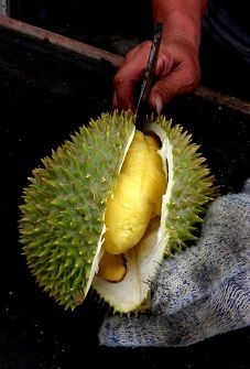 世界一臭い「王様のフルーツ」ドリアンは健康食？ 意外な素顔に迫る