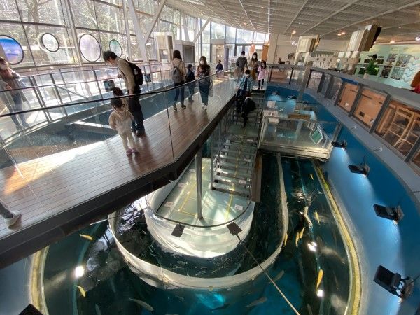 淡水水族館を海水水族館に改造する