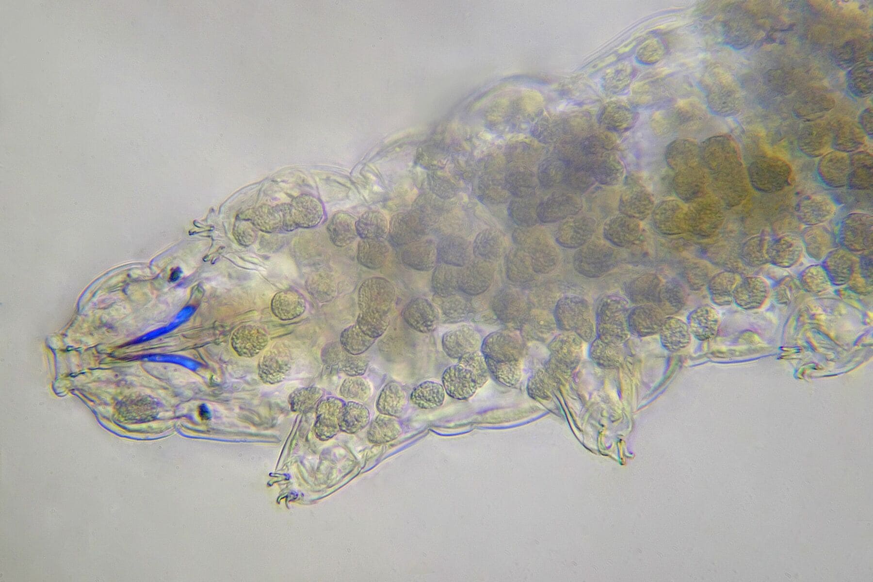 写真ギャラリー1枚め｜最強生物クマムシの謎！宇宙でも死なない「乾いて眠る」生存戦略…ヒトへの応用は 「Scienc-ome」が照らす未来（10 ...