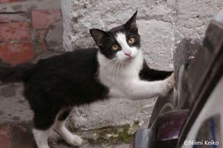 商店の開店を待ち 猫モーニング にありつく猫たち トルコ マルマリスの猫や犬は人の言葉がわかる 1 5 Jbpress ジェイビープレス