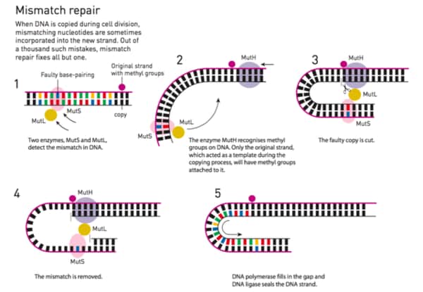 日本人にも無関係ではない、今年のノーベル化学賞「DNA修復」(3/3