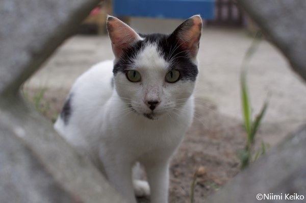 白黒猫ばかりを紹介してくれる 水玉くん ポーランドで見かけた 冬の寒さもしのげる 外猫 の家 1 5 Jbpress Japan Business Press