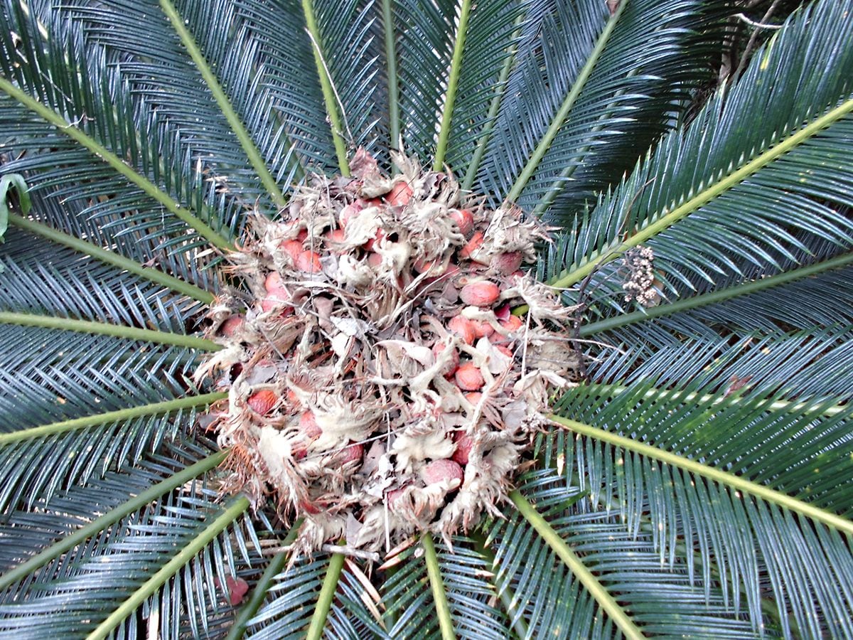 ソテツ メス 大株【耐寒性 耐陰性】奄美大島 蘇鉄 - 植物/観葉植物