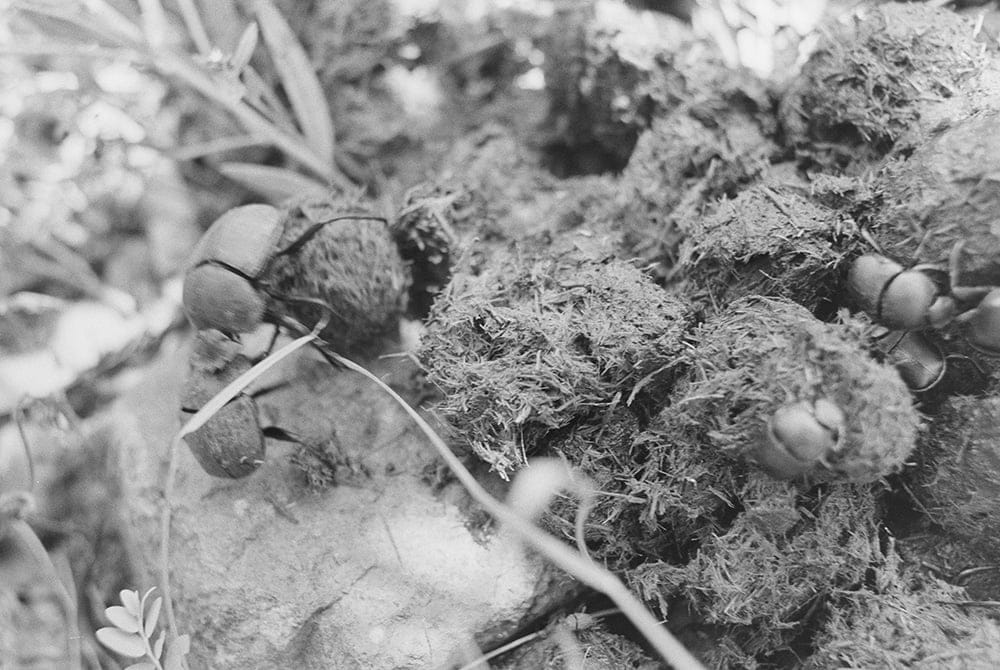 フンコロガシの糞玉が示す“教育投資”の最適解、無限ではない親の資源を