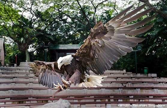 鳥たちと鳥使いの凛々しさが魅せる ジュロン バードパークの鷹狩ショー シンガポール 1 2 Jbpress ジェイビープレス