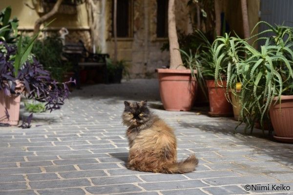 マルタで猫についていったら宿の客引きだった話 地中海に浮かぶマルタ共和国第2の島 ゴゾ島の猫たち 1 5 Jbpress Japan Business Press