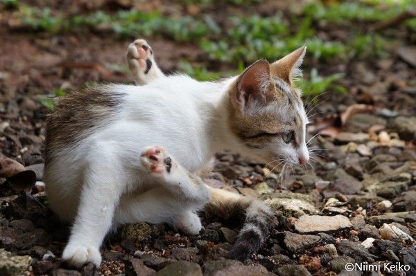 蟹穴に引き込まれかけた猫がたくらむ賢い仕返し 引き込まれそうな青い目をした猫と出会った南国パラオ 5 5 Jbpress Japan Business Press