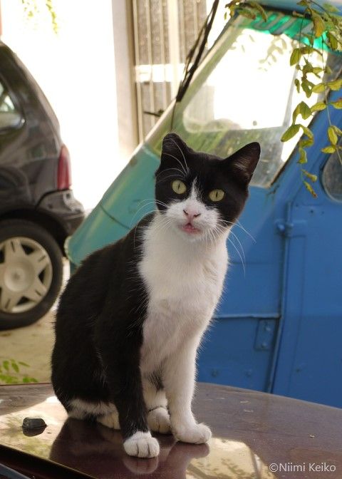 存在感バツグンな黒猫と白猫、あなたはどっちが好き