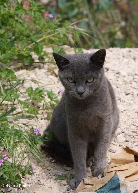 兄弟猫が仲よく日向ぼっこするアンダルシアの空き地 胸の