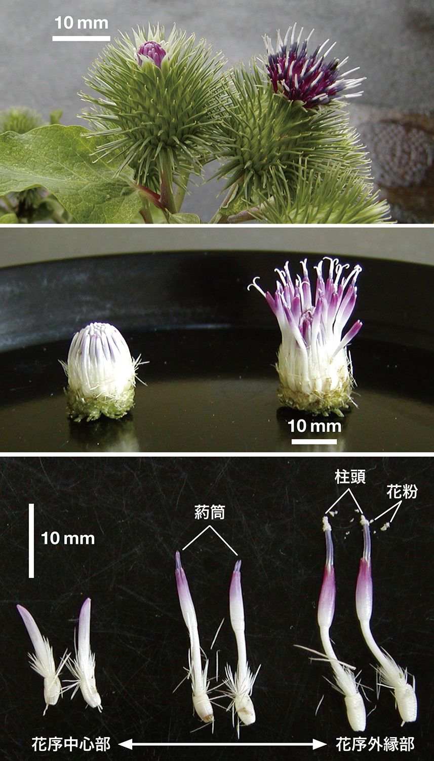 革命的ゴボウ「サラサラごんぼ」はなぜ生まれたのか 世界で唯一の発展