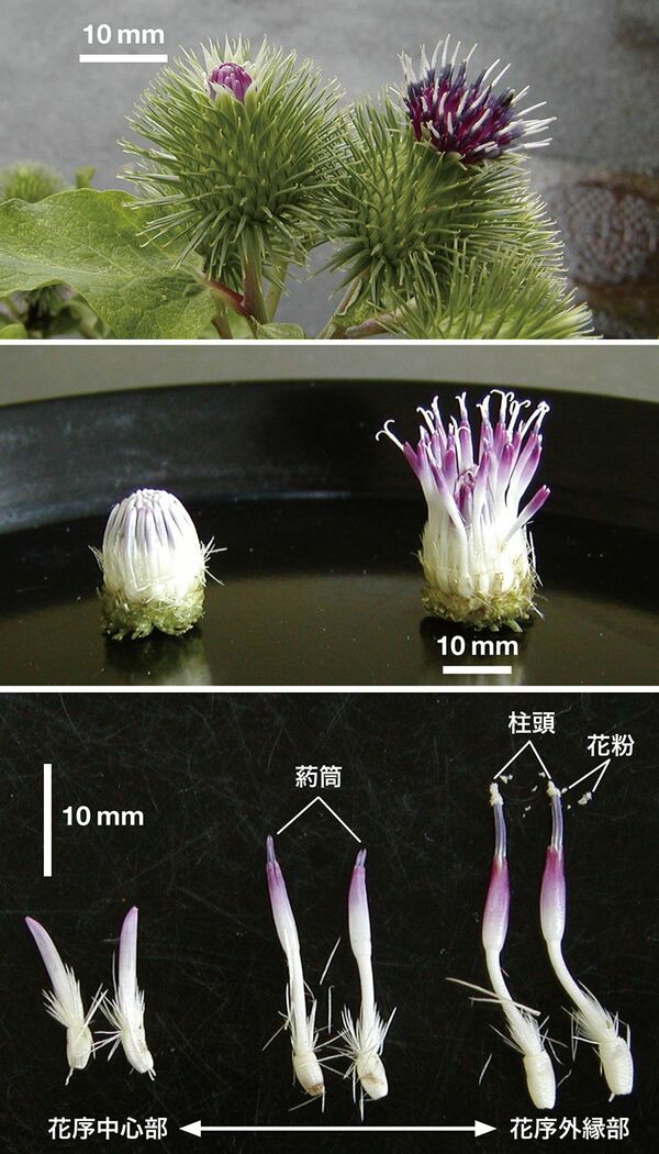 ✿美品✿ コポー コポタロウ 春 スプリング 菜の花 シロツメクサ 花 蝶 ３種 キャベツのコンパニオンプランツとしても相性抜群の「シロツメクサ