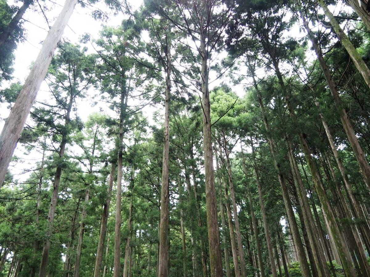 荒れた人工林を復活させる！三重県尾鷲市「みんなの森」で進行中の生物多様性回復プロジェクトとは？ 【Local Coop  尾鷲（1）】山の保水力を高めるシガラ組みに水脈探し、わずか半年で現れた驚きの変化(1/8) | JBpress