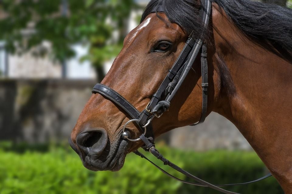 皇居内に存在した パレス乗馬倶楽部 という奇跡 戦後の一時期 ここが 日本の中枢 だった 1 4 Jbpress Japan Business Press