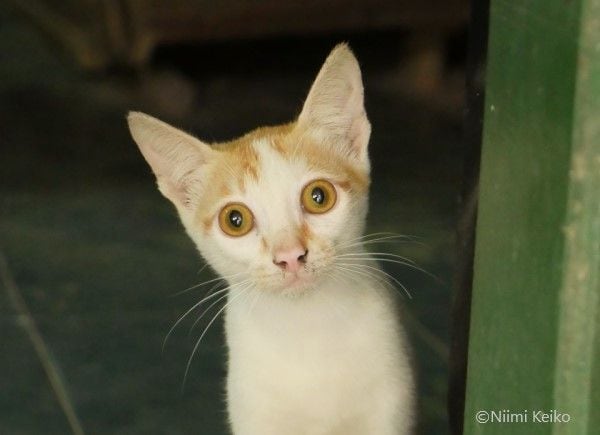 A cat who came out of a handicraft shop said: “Welcome~” Hoi An Old Town, Vietnam with a dog wearing a Doraemon shirt (1/5) |  JBpress (JBpress)