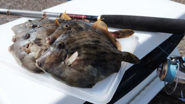 釣果の再現性につながる情報を活用 季節のカワハギ釣りを楽しむ 身近なお魚の来遊 回遊に関する水産調査を活用しよう 1 4 Jbpress ジェイビープレス